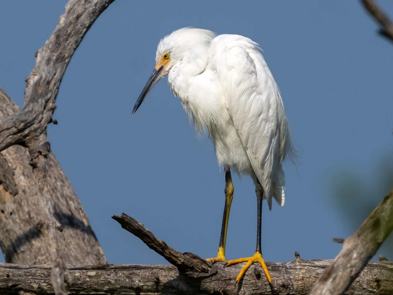 Snowy Egrets — Susan Kirby
